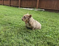 Chel, a female English Bulldog for sale in Aurora, IL – 5 of 6