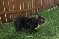 Missy , a female French Bulldog for sale in Aurora, IL – 3 of 3