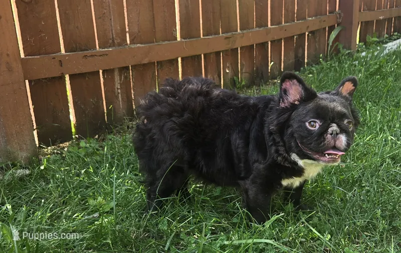 Misssy – French Bulldog puppy for sale in Aurora, IL