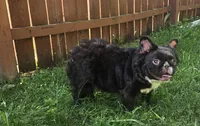 Misssy, a female French Bulldog for sale in Aurora, IL – 1 of 5