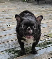 Missyy, a female French Bulldog for sale in Aurora, IL – 1 of 5