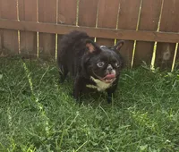 Misssy, a female French Bulldog for sale in Aurora, IL – 2 of 5