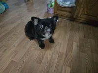 Missy , a female French Bulldog for sale in Aurora, IL – 2 of 3