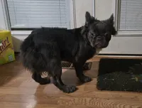 Neila, a female French Bulldog for sale in Aurora, IL – 2 of 3