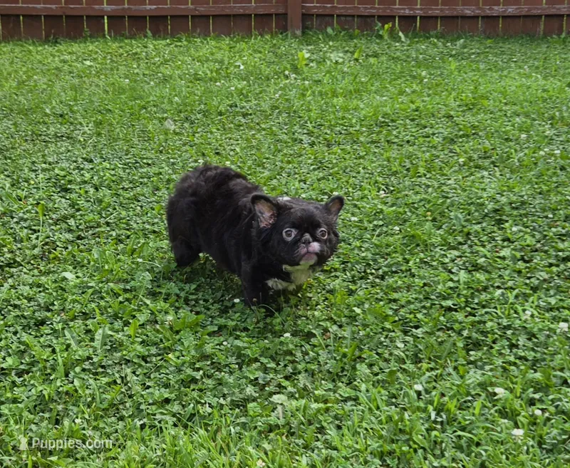 Missy  – French Bulldog puppy for sale in Aurora, IL