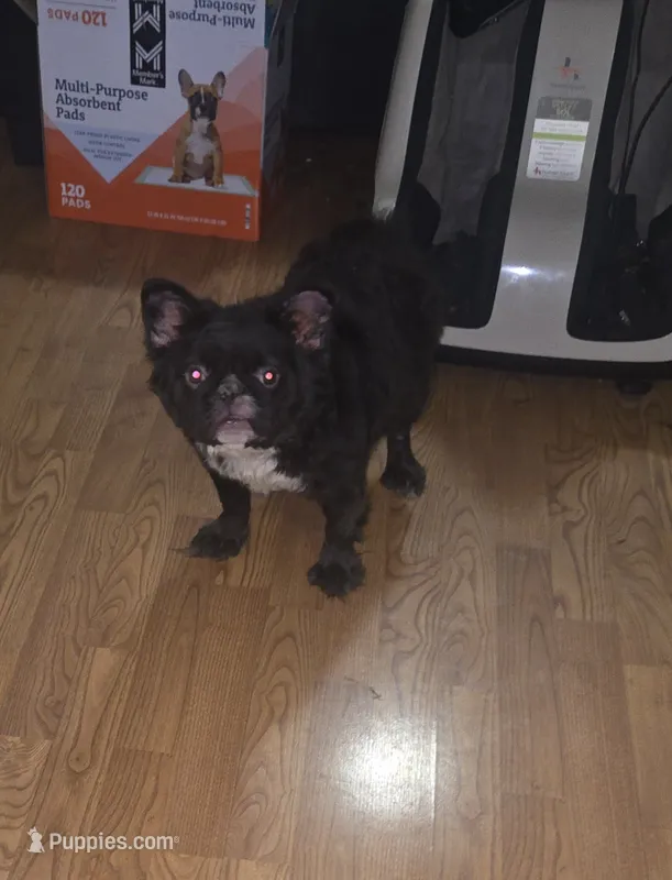 Missyy – French Bulldog puppy for sale in Aurora, IL