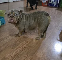 Chelsea, a female English Bulldog for sale in Aurora, IL – 2 of 3