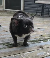 Missyy, a female French Bulldog for sale in Aurora, IL – 4 of 5