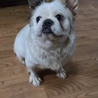 Diana, a female French Bulldog for sale in Aurora, IL – 6 of 7