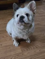 Diana, a female French Bulldog for sale in Aurora, IL – Photo 6 of 7