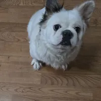 Diana, a female French Bulldog for sale in Aurora, IL – 3 of 7