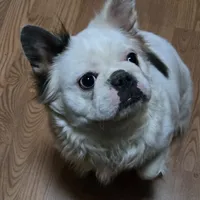 Diana, a female French Bulldog for sale in Aurora, IL – 5 of 7