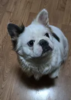 Diana, a female French Bulldog for sale in Aurora, IL – Photo 5 of 7