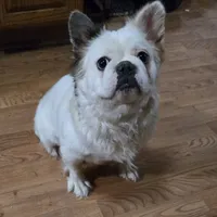 Diana, a female French Bulldog for sale in Aurora, IL – 4 of 7