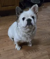 Diana, a female French Bulldog for sale in Aurora, IL – Photo 4 of 7