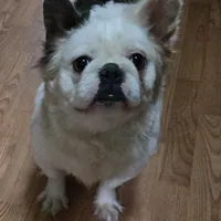 Diana, a female French Bulldog for sale in Aurora, IL – 1 of 7