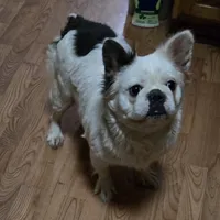 Diana, a female French Bulldog for sale in Aurora, IL – 7 of 7