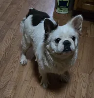 Diana, a female French Bulldog for sale in Aurora, IL – Photo 7 of 7