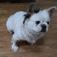 Diana, a female French Bulldog for sale in Aurora, IL – 2 of 7