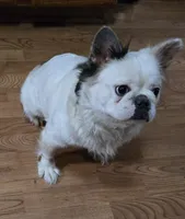 Diana, a female French Bulldog for sale in Aurora, IL – Photo 2 of 7