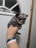 Tanya, a female French Bulldog for sale in Aurora, IL – Photo 3 of 3