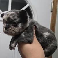 Tanya, a female French Bulldog for sale in Aurora, IL – 2 of 3