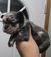 Tanya, a female French Bulldog for sale in Aurora, IL – Photo 2 of 3