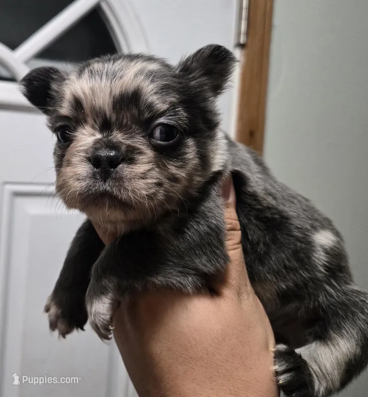 Tanya, a female French Bulldog for sale in Aurora, IL – Photo 1 of 3