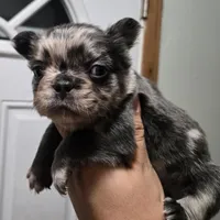 Tanya, a female French Bulldog for sale in Aurora, IL – 1 of 3