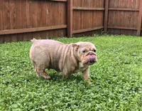 Chelsea, a female English Bulldog for sale in Aurora, IL – 1 of 4