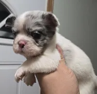 Leo, a male French Bulldog for sale in Aurora, IL – Photo 3 of 5