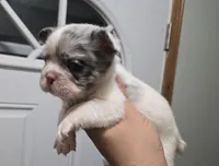 Leo, a male French Bulldog for sale in Aurora, IL – Photo 4 of 5