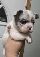 Leo, a male French Bulldog for sale in Aurora, IL – Photo 1 of 5