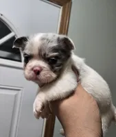 Leo, a male French Bulldog for sale in Aurora, IL – Photo 5 of 5