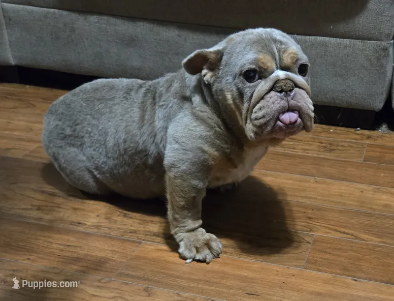Chelsea – English Bulldog puppy for sale in Aurora, IL