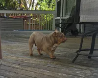 Chelseaaa, a female English Bulldog for sale in Aurora, IL – 2 of 5