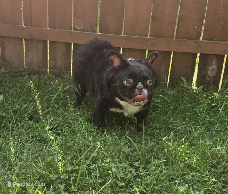 Missyy – French Bulldog puppy for sale in Aurora, IL