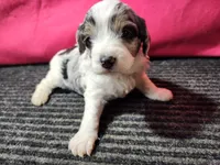 Lucy, a female Cavapoo for sale in Seward, NE – 2 of 2