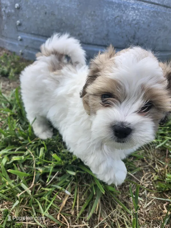 Stu – Shihpoo puppy for sale in Seward, NE