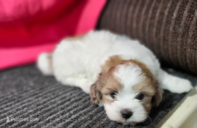 Stu – Shihpoo puppy for sale in Seward, NE