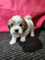 Stu, a male Shihpoo for sale in Seward, NE – Photo 2 of 2