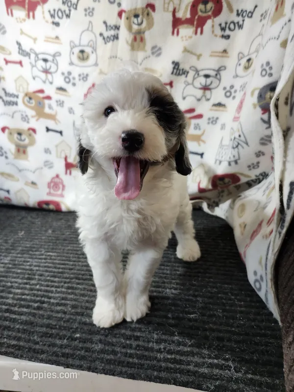 Jasmine – Bernedoodle puppy for sale in Seward, NE