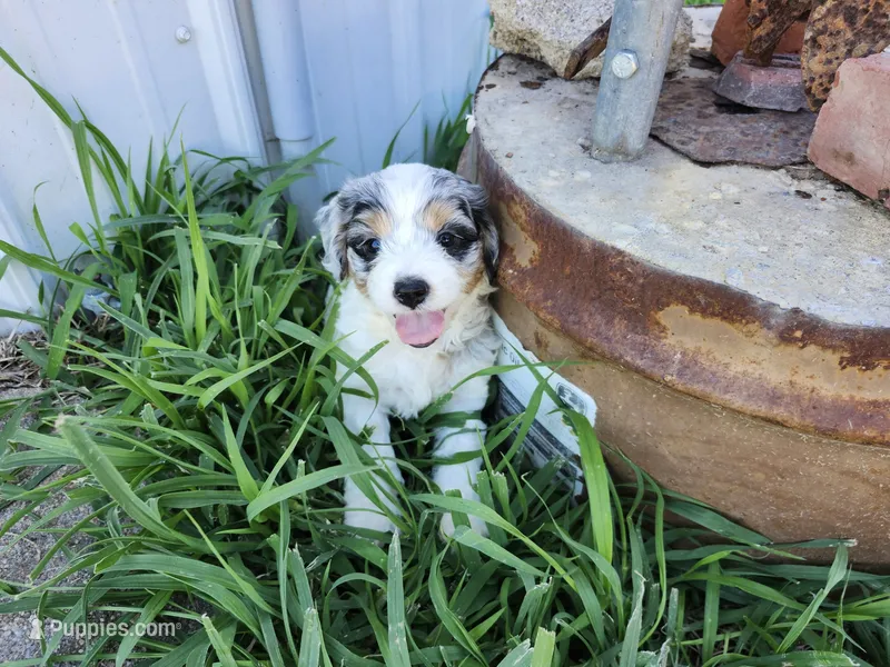 Lucy – Cavapoo puppy for sale in Seward, NE