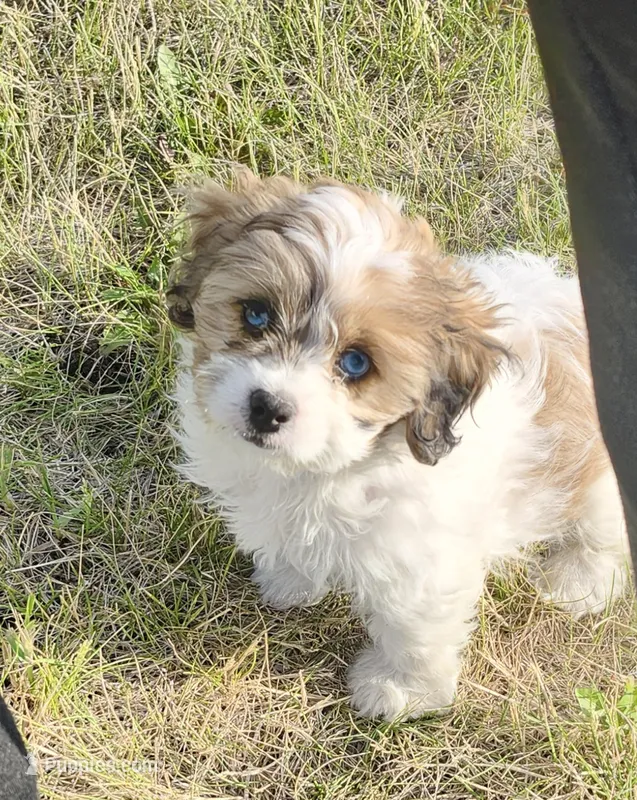 Susan – Shihpoo puppy for sale in Seward, NE