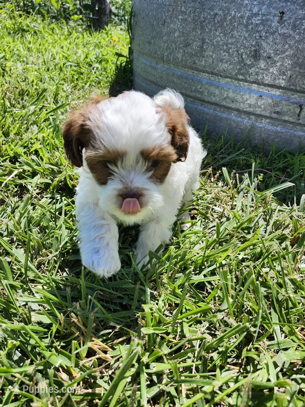 Miles – Shihpoo puppy for sale in Seward, NE