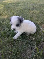 Missy, a female Shihpoo for sale in Seward, NE – 2 of 2