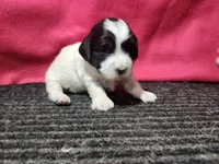 Jared, a male Bernedoodle for sale in Seward, NE – 2 of 2