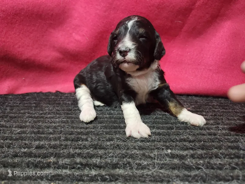June – Bernedoodle puppy for sale in Seward, NE