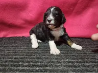 June, a female Bernedoodle for sale in Seward, NE – 1 of 2