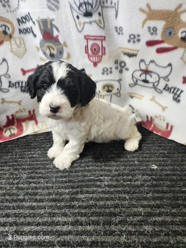Jared – Bernedoodle puppy for sale in Seward, NE